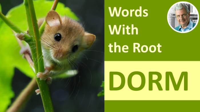 Words with the word root dorm