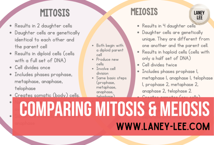 Comparing mitosis and meiosis worksheet