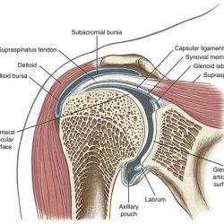 Shoulder joint