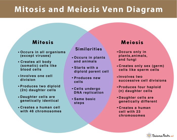 Meiosis mitosis comparing