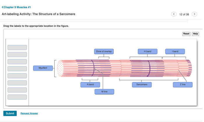 Contraction cycle