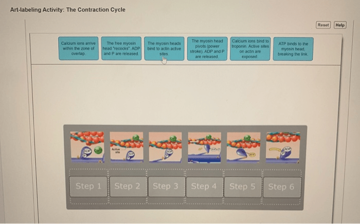 Art-labeling activity the contraction cycle