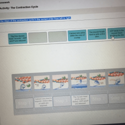 Art-labeling activity the contraction cycle