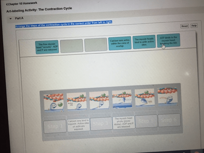 Art-labeling activity the contraction cycle