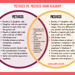 Comparing mitosis and meiosis worksheet