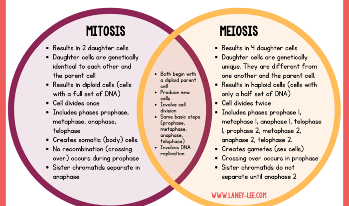 Comparing mitosis and meiosis worksheet