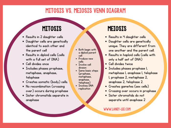 Comparing mitosis and meiosis worksheet