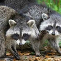 Raccoons animals group groups live raccoon areas problem prevent attracting