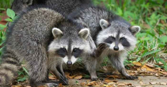 Raccoons animals group groups live raccoon areas problem prevent attracting