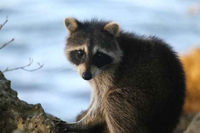 A group of raccoons is called