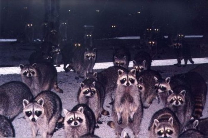 A group of raccoons is called