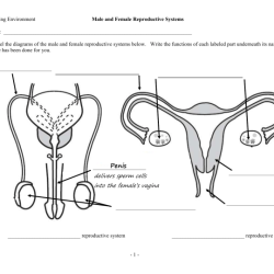 Male reproductive system worksheet answer key