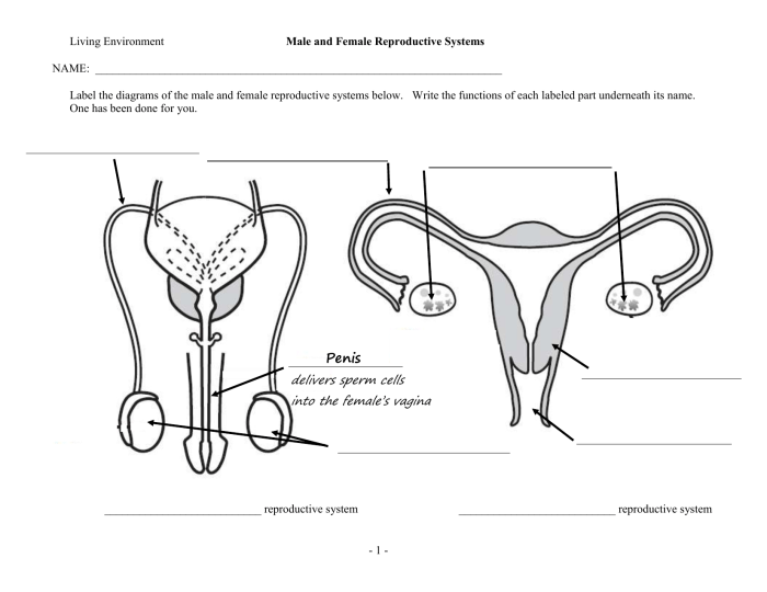 Male reproductive system worksheet answer key