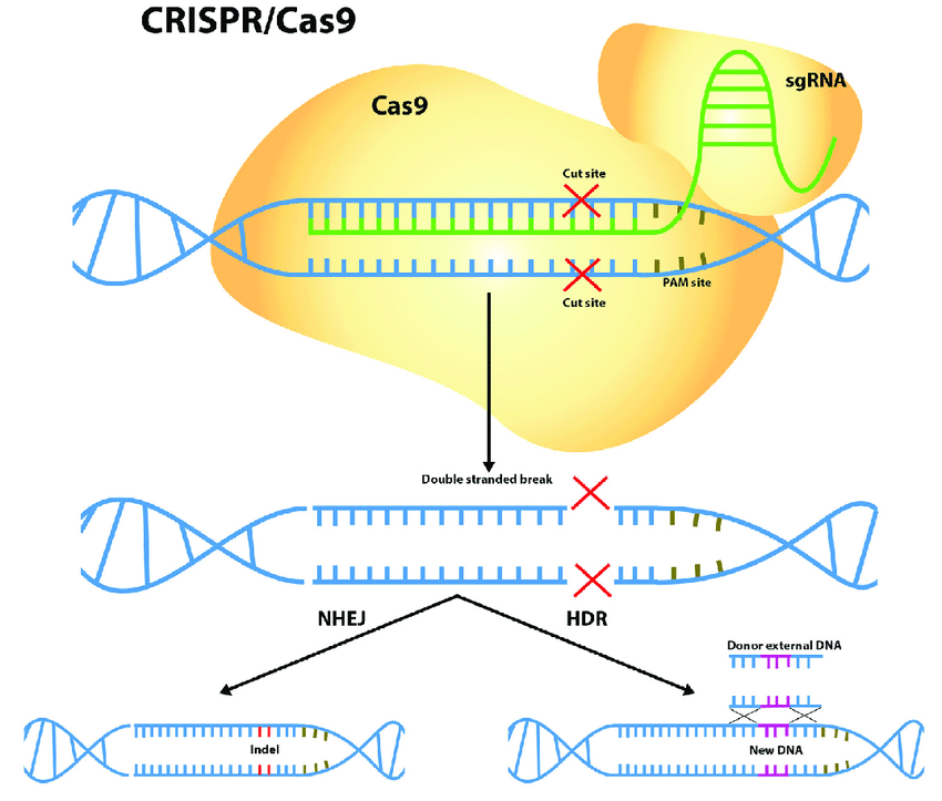 A gene editing technology called crispr cas9 weegy