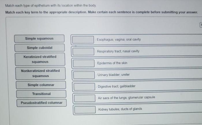 Tissue class each types label appropriate drag four characteristic its represents matching characteristics throughout blood body help assignment helps pump