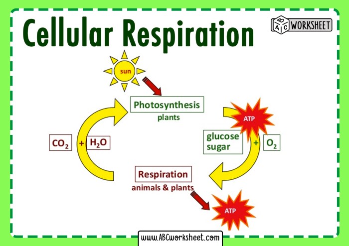 Cellular respiration and photosynthesis review worksheet