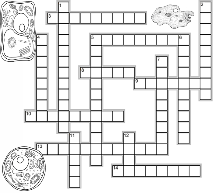 Cell structure and function crossword puzzle answer key