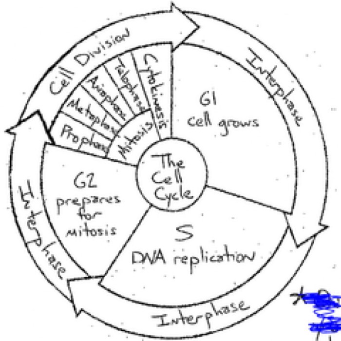 The cell cycle and cancer video handout answer key