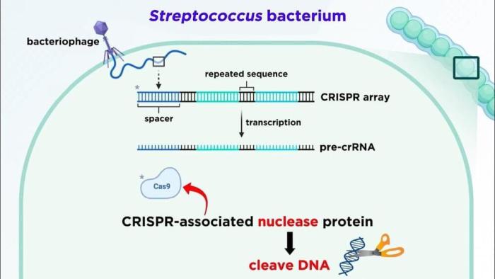 A gene editing technology called crispr cas9 weegy