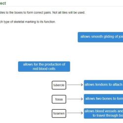 Match correct scenario represents pairs boxes drag brainly