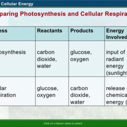 Cellular respiration and photosynthesis review worksheet