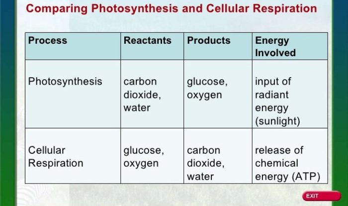 Cellular respiration and photosynthesis review worksheet