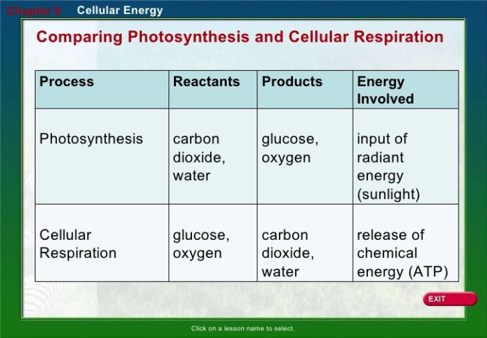 Cellular respiration and photosynthesis review worksheet